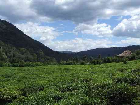 Chimps, Gorillas & Wildlife Safari